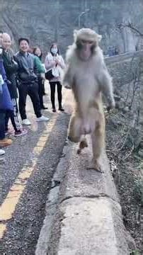 😂 Monkey Running Funny Moment | Hilarious Animal Short Video #zentroshorts