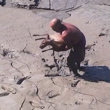 71K views · 1.9K reactions | Watch the heart-stopping moment as a man risks everything to rescue a stranded deer from swamp! 歷 | Animal Lovers | Facebook