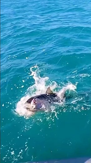Fighting with the fish