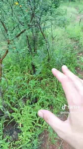 Ranger K9 Unit Patrolling the Bush to Find Poachers