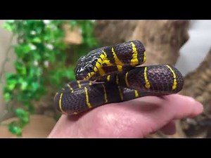 MANGROVE SNAKES and how to keep them