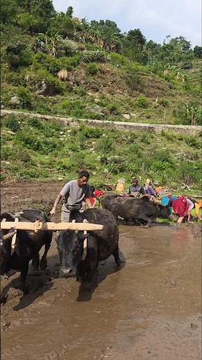 100-Year-Old Farming Methods Still Alive in the Himalayas | Authentic Village Life #villagelife