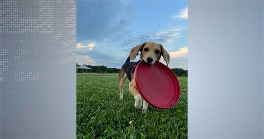 How a Michigan beagle's roots trace back to Ridglan Farms