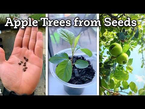 How To Grow Apple Trees From Seeds At Home