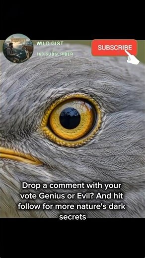 This Bird is a Literal Demon😈. #shorts #shortsfeed #shortviral #shortvideo #cuckoo #Bird #nature