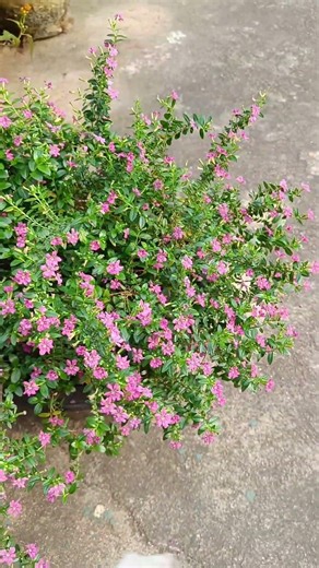 #5years old/cuphea pink#propagation