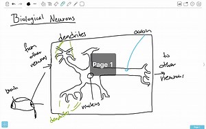How to Model Biological Neurons into Perceptrons