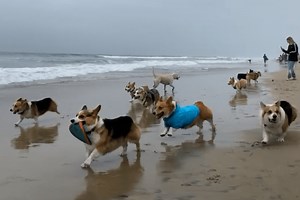Corgi Beach Day 2022 takes over Huntington Beach