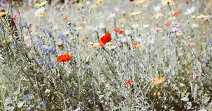 Voici 5 TRÈS bonnes raisons de passer au jardin sauvage