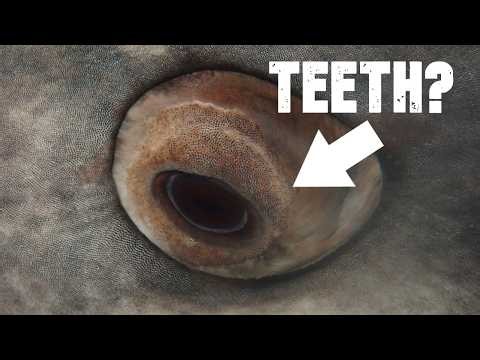 The Peculiarity of Whale Shark Eyes