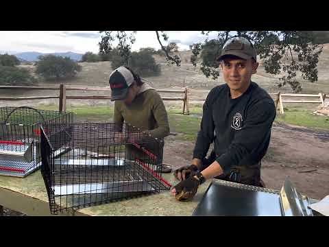 How to build quail cage