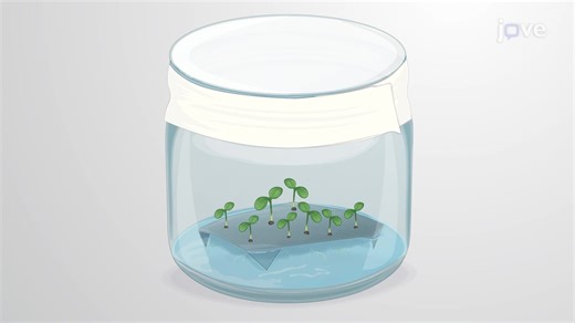 Video: A Co-Cultivation System to Study the Molecular Responses of Plant Hosts and Interacting Bacteria - Experiment