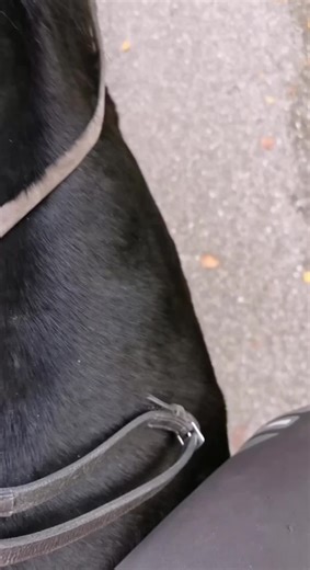 L’équitation Alexander Prise de conscience de sa posture et de ses actions sont au coeur de cette méthode. Alliant les exercices à pied et à cheval, c’est une bonne méthode pour améliorer sa façon de monter. Connais-tu l’équitation Alexander ? Qu’en penses-tu ? 🤔 #methode #equitation #posture #equitationalexander #equestrian