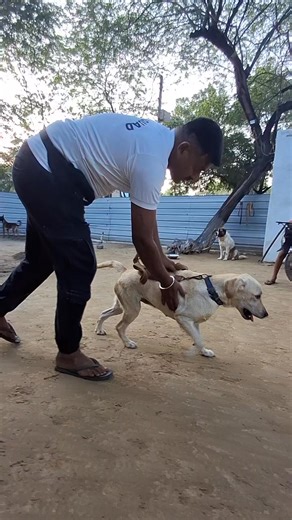 14 reactions · 4 comments | Sniffer dog training | Zanjeer dog security service OPC pvt ltd | Facebook