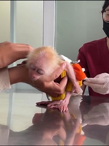 45K views · 595 reactions | Poor Helpless & Weak Monkey Jobi Crying At Hospital | Best Videos | Facebook