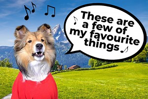 21K views · 1K reactions | Biscuit sings "These are a few of my Favourite Things". ❤️ It's an original Parody Biscuit Style! #sheltie #dogs #doggo #cricketchronicles #talkingdog | cricket.chronicles | Facebook