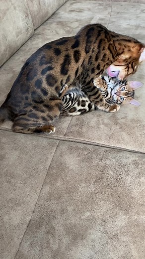 Bengal Cats Playing: Adorable Kitten and Adult Interaction