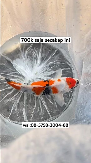 maruten showa tetegoi size 30cm up bulky monggo bosku