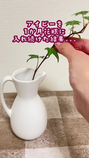 アイビーの水耕栽培と母性本能