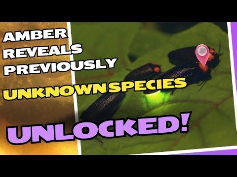 Stunning fossil trapped in amber reveals previously unknown species