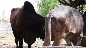 Male Female Cows About Mate Stock Footage Video (100% Royalty-free) 1109101371 | Shutterstock