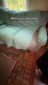 How rude!! #dogs #meme #funny #gyatt #doggy #cute #cringe | MisterMainer