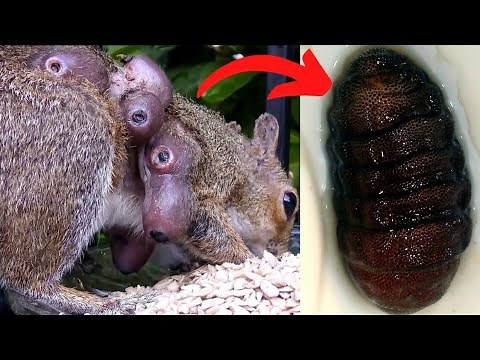 Botfly Removal from Squirrel