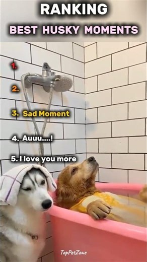 “Husky Funny Fails That Will Make You Laugh 🐶😂”