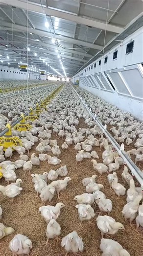 ‎مزرعة قائم الخير‎ on Instagram‎: "اذكر الله وصلي على النبي #يوميات_و_معلومات_مزرعة_قائم_الخير #longweekend #newbeginnings #animalrescue"‎