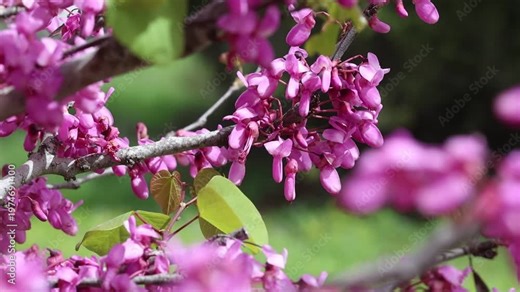 blossoms of Cercis siliquastrum (Judas tree) in spring