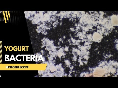 Yogurt Probiotics Under the Microscope