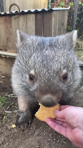 Wombat on TikTok