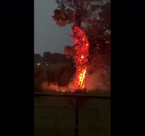 Tree Combusts After Lightning Strike