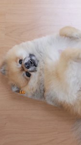 ¿Aún le das comida procesada a tu perro? Es hora de cambiar a Pet's Table®: ingredientes reales, frescos y de grado humano. Fácil de servir y con entrega a domicilio. 😉 ¡Mejora su digestión y disfruta de un perro más feliz y saludable! 🐕🧡 | Pets Table