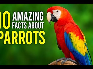 Parrots Unleashed Discover 10 Mind Blowing Facts