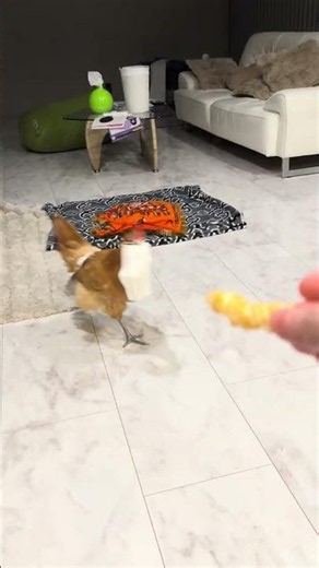 マスクで遊ぶ白身 #カワイイ #ペット