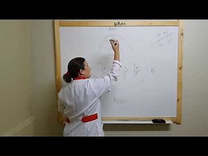 Corazón | Valvulas y orifícios