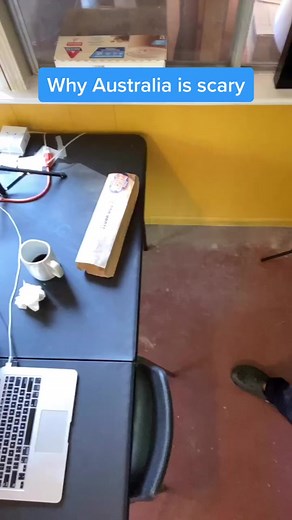WARNING: If you own a bed, don’t watch this 😂 *Shout out to @joelbergs* (Credit👉Reddit user ChellyTheKid) #australia #australian #aussie #scary