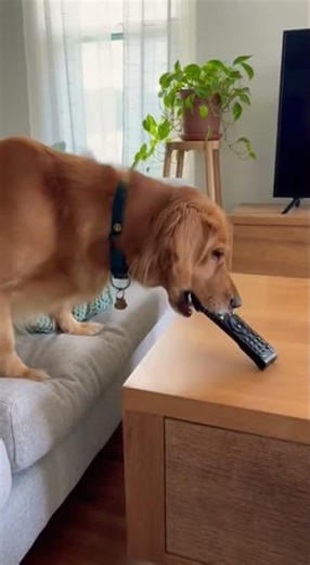 Dog Uses TV Remote!