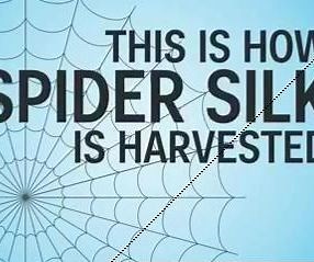 How Spider Silk Is Harvested