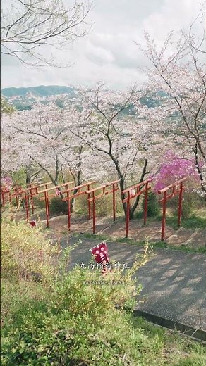The combination of the torii gate and cherry blossoms is a breathtaking sight.