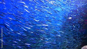 Schools of Japanese anchovy fish, Engraulis japonicus, swimming underwater. 4K Great anchovy run.