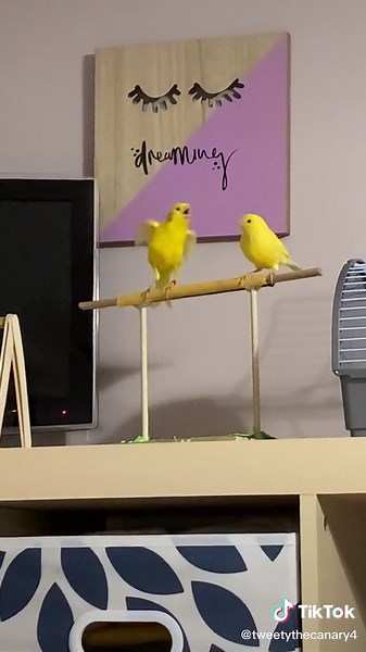 Tweety on TikTok