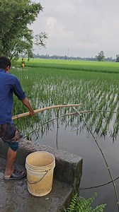 Traditional Lift Net Fishing Video | Daily Fishing Life