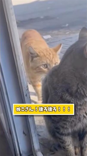 絶対ニヤけるビビる猫映像まとめwww #猫 #猫のいる暮らし #猫動画 #ねこ #可愛い #かわいい #癒し #ペット #動物 #2ch #shorts