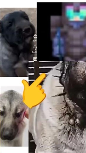 pack of kangal dog's protection be like-_-