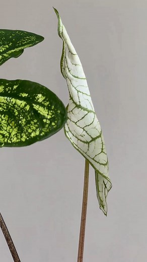 Obsessed with the leaves on Caladium🪴🪴 #caladium#plantsmakepeoplehappy | Indoor Garden Web