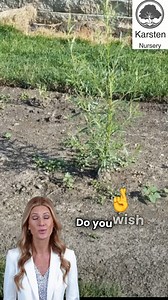 Tired of planting trees that take forever to grow or don’t survive the dry seasons? It’s time to try something different — Hybrid Supertrees from Karsten Nursery. These trees are engineered to grow faster, handle tough weather, and require less care. Whether you're starting a farm, upgrading your backyard, or planting for the environment, Supertrees give you results you can actually see — fast. Plant once, enjoy for years. Tap the link to order while they’re still in stock. | Fastest Growing Tre