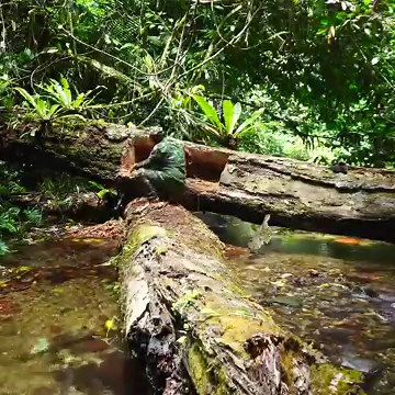 Solo Bushcraft- Create a shelter inside a tree.#SoloCamping #BuildingSurvivalShelter #CampingChallenge #adventures #wilderness #forest | Hampton Bushcraft