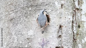Eurasian nuthatch (Sitta europaea) at the nesting cavity Germany
